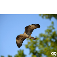 گونه سارگپه جنگلی European Honey Buzzard